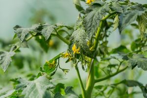 Чтобы не покупать овощи с чужого огорода: как вовремя распознать пустоцвет на помидорах