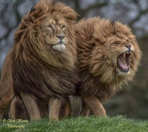 Львы загрызли браконьеров, пытавшихся спилить рога носорогов