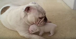 Начало жизни этого щенка выдалось не самым лучшим – он родился с «заячьей губой»