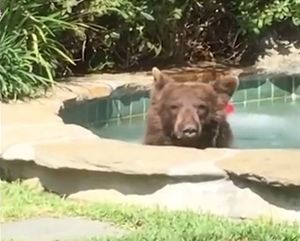 В Калифорнии медведь пришел в частный дом, поплавал в бассейне и выпил коктейль «Маргарита»