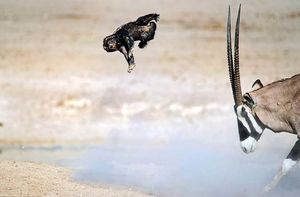 Антилопа научила медоеда летать