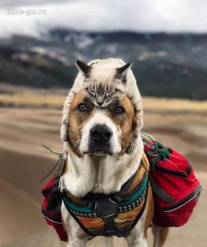 Очень крутые фотографии друзей-путешественников – пса и кота. И их хозяйки