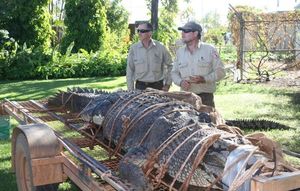 Австралийские рейнджеры поймали крокодила весом в 600 кг