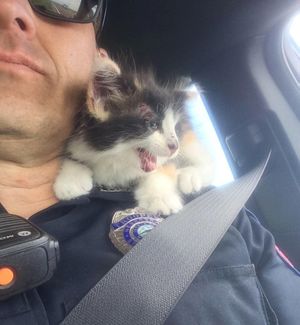Котёнок пережил невероятный стресс на шоссе, но продолжает доверять людям