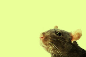 Удивительный эксперимент с крысами Дидье Дезора