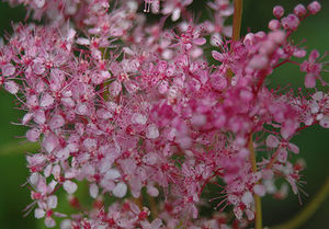 Лабазник (Filipendula)