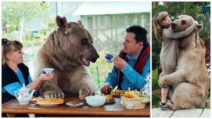 Он похож на большую плюшевую игрушку! 300-килограммовый медведь в качестве домашнего питомца (12 фото)