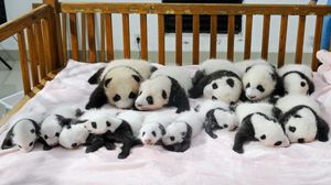 Потрясающие фото детенышей панды, которые моментально поднимут вам настроение