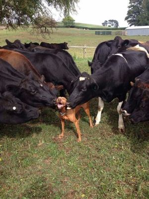20 доказательств того, что коровы - это большие собаки