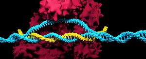 Редактирование генов с помощью CRISPR/Cas9 может быть смертельно опасным