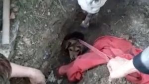 Спасение собаки, которая на пять дней застряла в сливной трубе