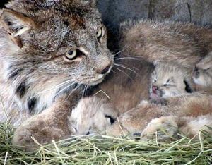 Родились трое котят канадской рыси в горном зоопарке Шайенн