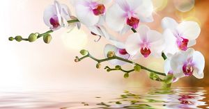 Как достичь максимального цветения орхидей: советы Алексея Горобея