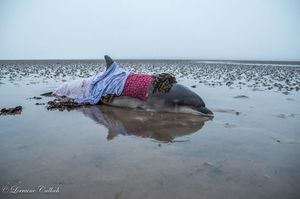 Ошибка навигатора помогла спасти дельфина (5 фото)