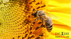 5 необычных фактов о пчелах