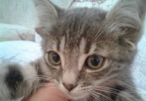 Уникальный котенок с пятью ушами родился в Волгодонске