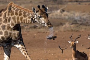 Жираф случайно устроил птичке освежающий душ