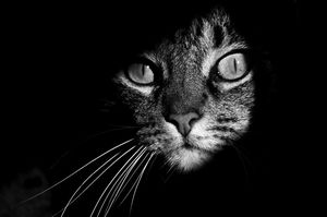 Таинственная жизнь котов в черно-белой съёмке