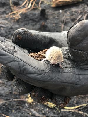 Тушившие луг пожарные спасли крошечного мышонка