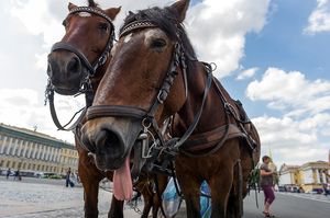 Туристов шокировал вид лошадей, которые катают кареты по Дворцовой