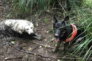Поисковая собака находит огромного пса, просидевшего в болоте 2 дня
