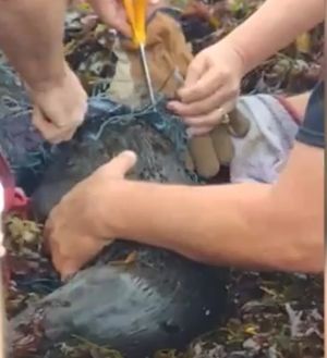 В Калифорнии случайные прохожие спасли маленького тюленя, запутавшегося в рыбацкой сетке