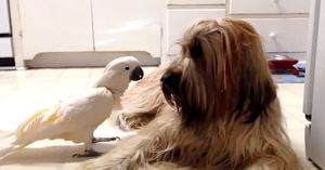 Какаду подражает своей подружке, и говорит с ней на собачьем языке