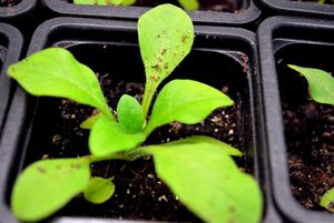 Основные способы размножения растений в питомнике