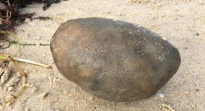На берег Перта выбросило странный серый комок и эксперты пока не знают, что это такое