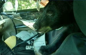 В Колорадо медведь-хулиган залез в машину, съел бананы и разодрал все остальное