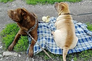 В Омске пара охотничьих собак «усыновила» спасенного на дороге утенка