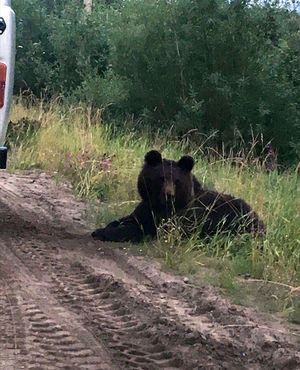 В Коми убили медвежонка, которого водители прикормили на трассе