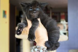 Русский котенок с «человеческой» мордочкой удивил интернет
