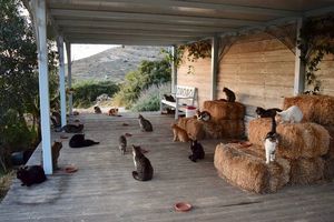 Как получать деньги, играя с кошками на прекрасном греческом острове