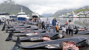 В европе каждый год убивают тысячи китов ради развлечения