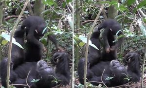 Мамы-шимпанзе играют со своими малышами в "самолетик" в точности как люди