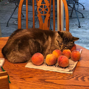 Кот с персиками очаровал пользователей соцсетей