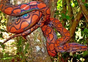 Радужный удав — самая очаровательная змея в мире