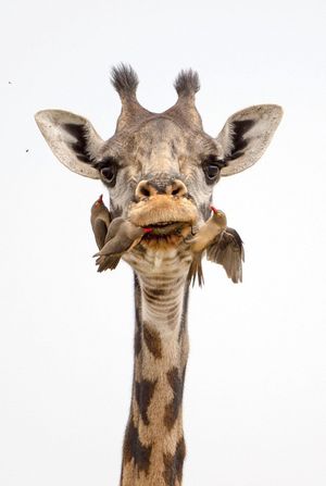 Жираф на приеме у крылатого стоматолога