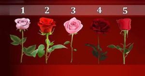 Тест: роза, которую вы выбрали расскажет, когда сбудется ваше желание
