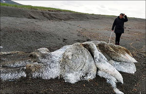 На берег Камчатки выбросило «волосатые» останки неопознаного крупного животного