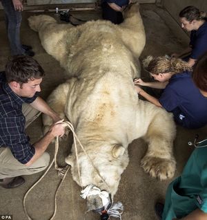 Впечатляющие снимки как ветеринары осматривают огромного белого медведя, заболевшего аллергией