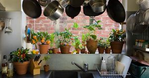 Озеленение кухни: 5 неприхотливых растений на радость всем хозяюшкам