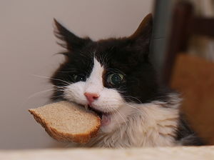Кошка всегда способна доказать, что не зря ест свой хлеб…