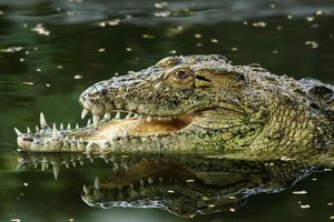 В индийском зоопарке живет необычный крокодил с челюстями разного размера