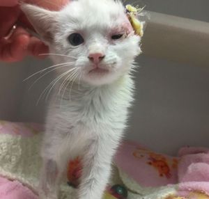 Женщина спасла и выходила одноухого котенка с лейкемией