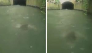 В Пуэрто-Рико в воде засняли плывущее существо, похожее на русалку