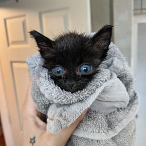 Черный котенок из приюта неожиданно стал менять цвет на серый