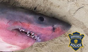 В США на берег выбросило покрасневшую акулу и биологи не понимают, что с ней случилось