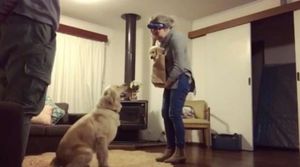 Реакция взрослой собаки на нового щенка в доме растопит любое сердце!